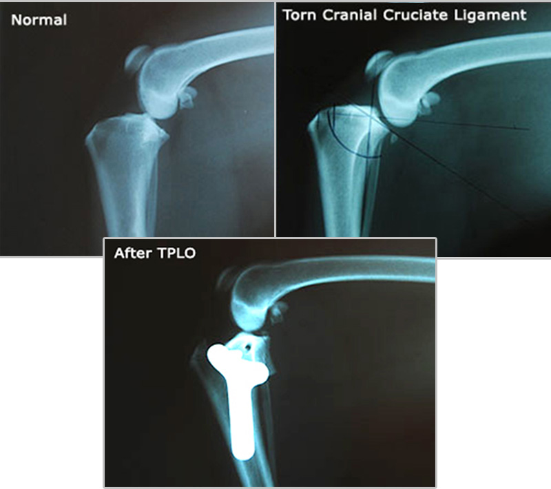 Image of Post-Op-TPLO-Surgery-X-Rays-In-A-Dog in Kansas City