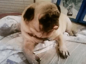 Pugly