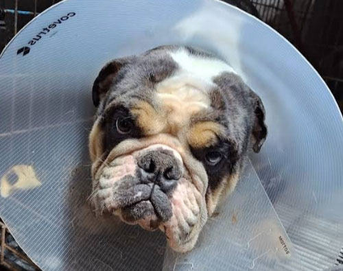 dog from Google Review of BLue Springs Animal Hospital Photo of dog from Google Review of BLue Springs Animal Hospital