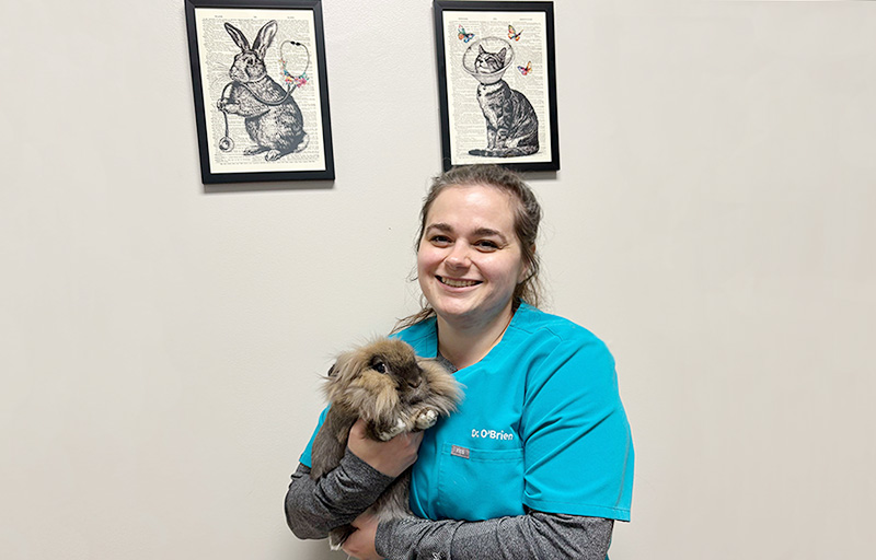 Rabbit Veterinarian Dr. Molly O'Brien at Blue Springs Animal Hospital Rabbit Veterinarian Dr. Molly O'Brien at Blue Springs Animal Hospital