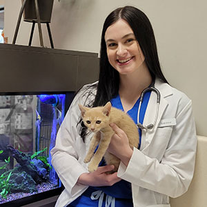 Dr Rebekah Spainhour examines a cat at Blue Springs Animal Hospital