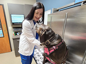 Dr Rebekah Spainhour examines a dog at Blue Springs Animal Hospital