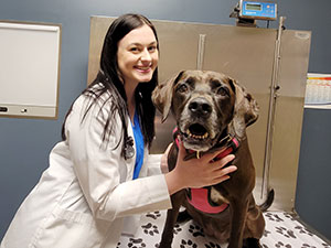 Dr Rebekah Spainhour examines a dog at Blue Springs Animal Hospital