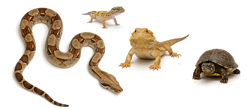 Reptile-Veterinarians for Snakes, Lizards, Turtles, Tortoise in Kansas City area Reptile-Veterinarian-Snakes-Lizards-Turtles-Tortoise-Kansas-City