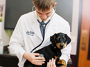 Veterinarian listens to dogs heart with stethescope