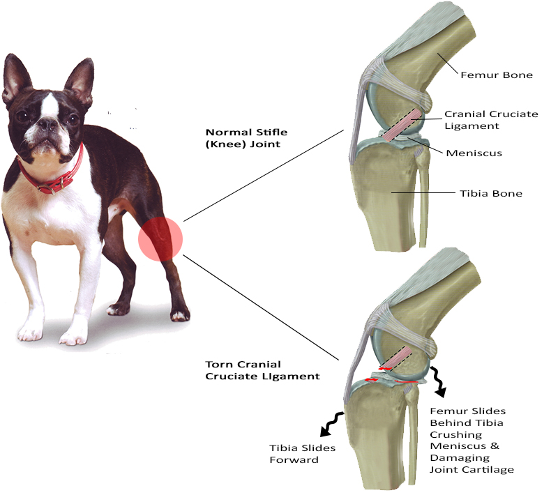 Image of Illustration of the anatomy of a torn cruciate liagment in a dog