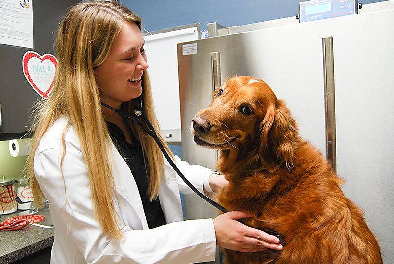 Dr. Taylor Roth | Blue Springs Animal Hospital