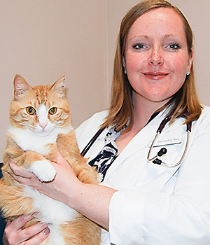 Veterinarian Samantha Nye examines a cat at Blue Springs Animal Hospital