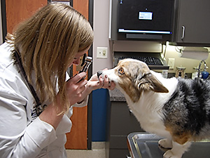 Veterinarian Samantha Nye examines a dog at Blue Springs Animal Hospital