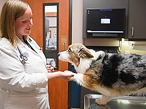 Veterinarian Samantha Nye examines a dog at Blue Springs Animal Hospital