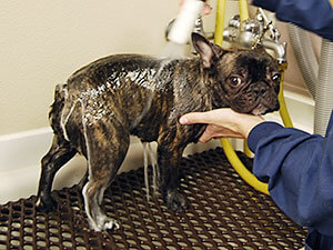 Dog bathing in tub