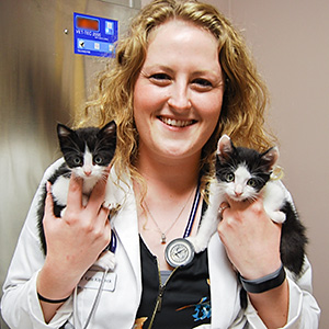 Dr Katie Dear examines kittens at Blue Springs Animal Hospital