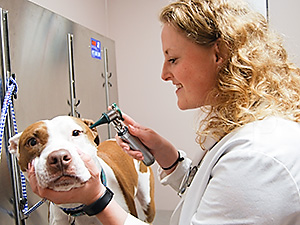 Dr Katie Dear examines a dog at Blue Springs Animal Hospital