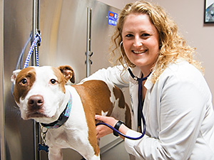 Dr Katie Dear examines a dog at Blue Springs Animal Hospital